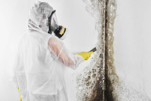 Best Bathroom Mold Remediation in Monticello, AR