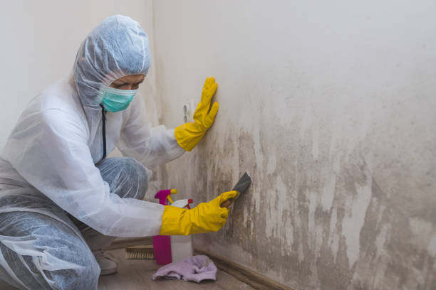 Best Black Mold Remediation in Monticello, AR