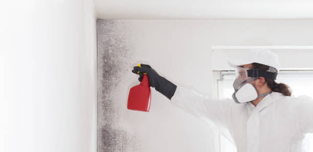 Best Insurance-Related Mold Remediation in Monticello, AR