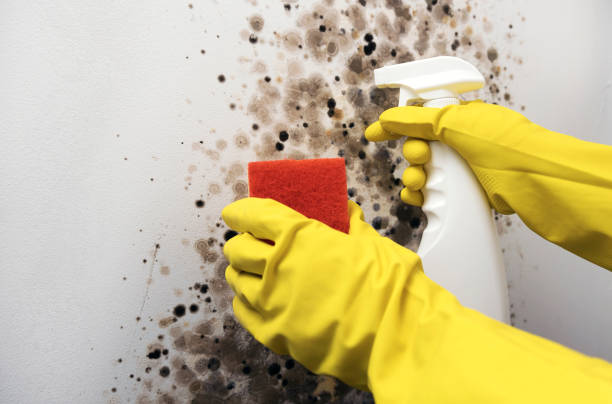 Best Kitchen Mold Remediation in Monticello, AR