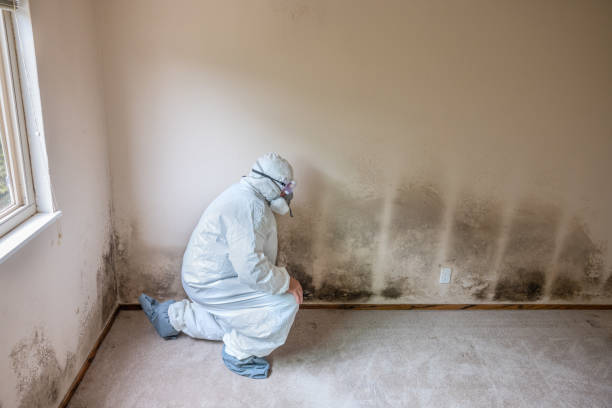 Best Attic Mold Remediation in Monticello, AR