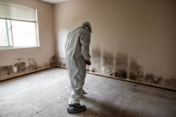 Best Health and Safety Mold Remediation in Monticello, AR