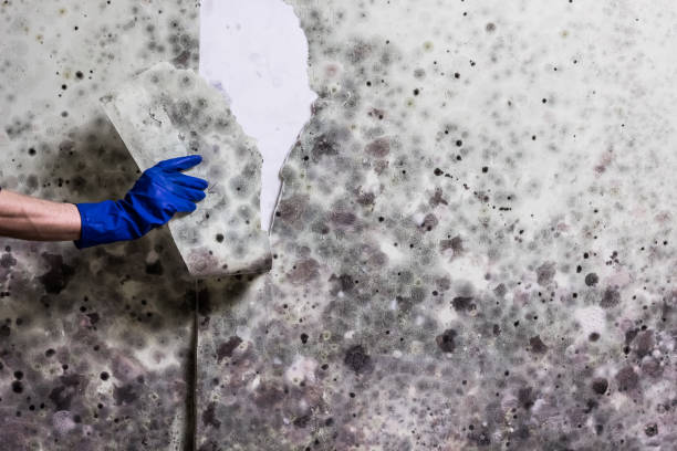 Best Residential Mold Remediation in Monticello, AR